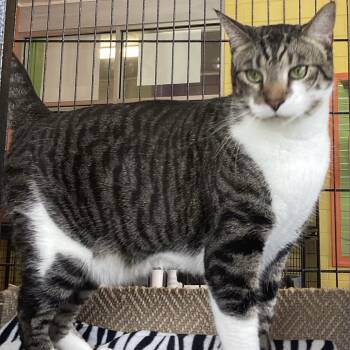 Wren -  Domestic Short Hair Cat for Adoption in Montgomery, Alabama - Wren | PetCurious