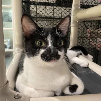 Domestic Short Hair Cats Available for Adoption in Los Angeles, California - Lindsey | PetCurious