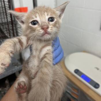 Domestic Short Hair Cats Available for Adoption in Edinburg, Texas - Gordon | PetCurious