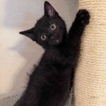 Sable -  Domestic Short Hair Cat for Adoption in Midland, Texas - Sable | PetCurious