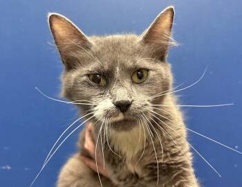 Cricket -  Domestic Short Hair Cat for Adoption in Columbus, Indiana - Cricket | PetCurious