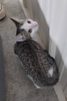 Buffy -  Domestic Short Hair Cat for Adoption in Medford, Wisconsin - Buffy | PetCurious