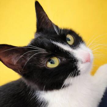 Domestic Short Hair Cats Available for Adoption in Cumming, Georgia - Pippa | PetCurious