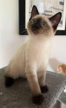Benji -  Siamese Cat for Adoption in Ottawa, Ontario - Benji | PetCurious