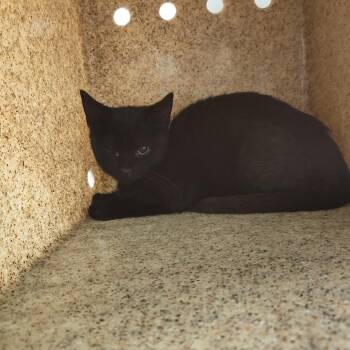 Feldspar -  Domestic Short Hair Cat for Adoption in Philadelphia, Pennsylvania - Feldspar | PetCurious