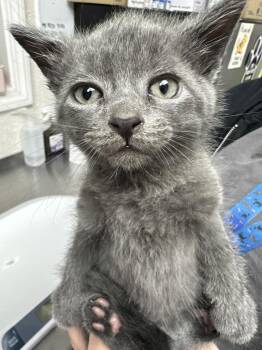 Domestic Short Hair Cats Available for Adoption in Pomona, New York - Ash | PetCurious