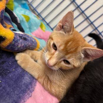 Sheriff Woody -  Domestic Short Hair Cat for Adoption in Blairsville, Georgia - Sheriff Woody | PetCurious