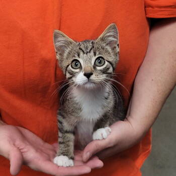 Rescue Domestic Short Hair Cats for Adoption in Akron, Ohio - Laverne&Shirley Litter - LENNY | PetCurious