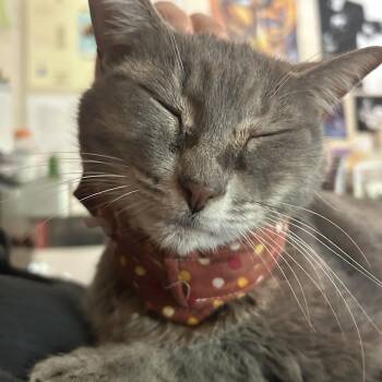 Lucy -  Domestic Short Hair Cat for Adoption in MS STATE UNIV, Mississippi - Lucy | PetCurious