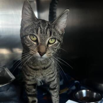 Tucson -  Domestic Short Hair Cat for Adoption in Matteson, Illinois - Tucson | PetCurious