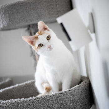 Rescue Domestic Short Hair Cats for Adoption in Fort Collins, Colorado - Peaches | PetCurious