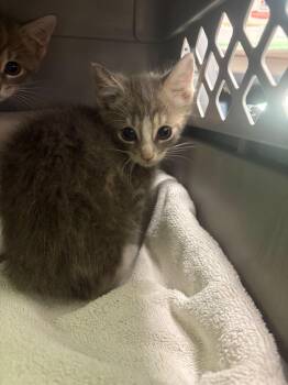 Lychee -  Domestic Short Hair Cat for Adoption in Raleigh, North Carolina - Lychee | PetCurious