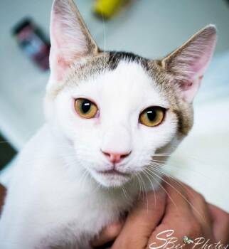 Domestic Short Hair Cats Available for Adoption - Loki | PetCurious