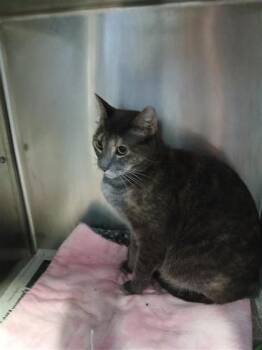 Sushi -  Domestic Short Hair Cat for Adoption in Largo, Florida - Sushi | PetCurious