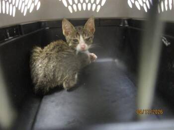 Domestic Short Hair Cats Available for Adoption in Oklahoma City, Oklahoma - A472904 | PetCurious