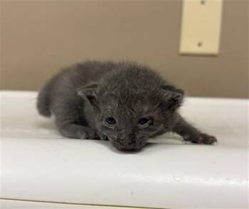 WIGGLES -  Domestic Short Hair Cat for Adoption in Conroe, Texas - WIGGLES | PetCurious