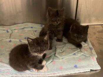 ASHER -  Domestic Short Hair Cat for Adoption in Tustin, California - ASHER | PetCurious
