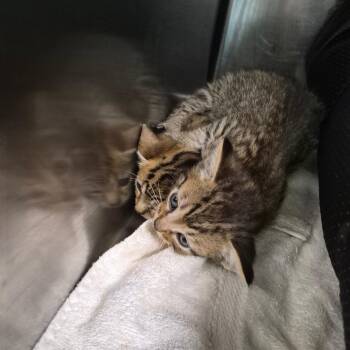 Cypress -  American Shorthair Cat for Adoption in Oak Ridge, Tennessee - Cypress | PetCurious