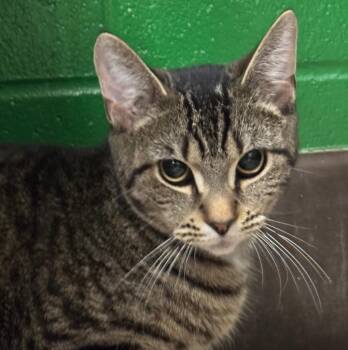 Domestic Short Hair Cats Available for Adoption in Olean, New York - Nala | PetCurious