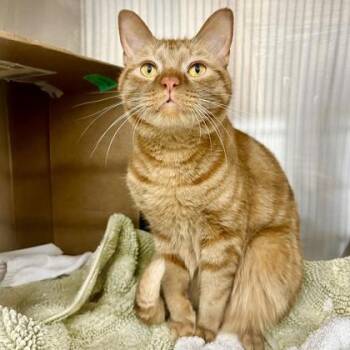 Domestic Short Hair Cats Available for Adoption in Atlanta, Georgia - Knox | PetCurious