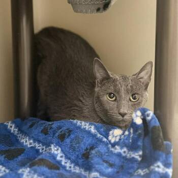 Domestic Short Hair Cats Available for Adoption in Jacksboro, Tennessee - Sardine | PetCurious