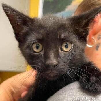Lava -  Domestic Short Hair Cat for Adoption in Huntsville, Arkansas - Lava | PetCurious