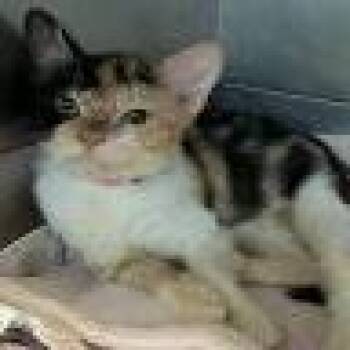 Pecan Pie -  British Shorthair Cat for Adoption in Pasadena, California - Pecan Pie | PetCurious