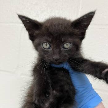 SVAS-Stray-38928 -  Domestic Short Hair Cat for Adoption in Lyndhurst, Virginia - SVAS-Stray-38928 | PetCurious