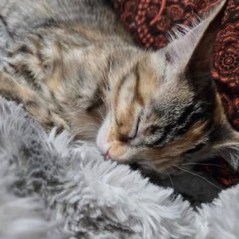 Princess Donut McGuire -  Domestic Short Hair Cat for Adoption in Eagle Mountain, Utah - Princess Donut McGuire | PetCurious