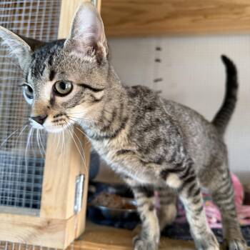 Tonka -  Domestic Short Hair Cat for Adoption in Deming, New Mexico - Tonka | PetCurious