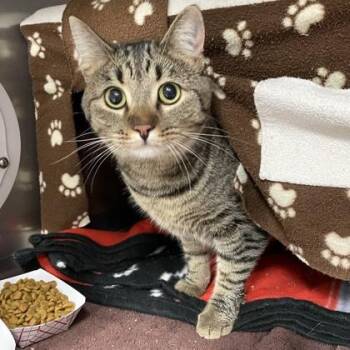 Toast -  Domestic Short Hair Cat for Adoption in Wheaton, Illinois - Toast | PetCurious