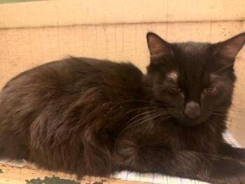 Hal -  Domestic Medium Hair Cat for Adoption in Beverly Hills, California - Hal | PetCurious
