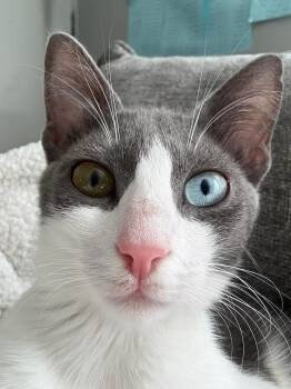 Semsem -  Domestic Short Hair Cat for Adoption in Brampton, Ontario - Semsem | PetCurious