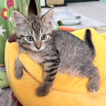 Tabby Cats Available for Adoption in Grand Rapids, Michigan - Potato | PetCurious