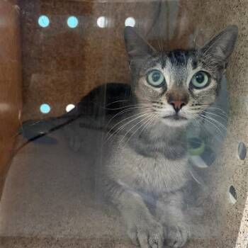 A5786524 -  Domestic Short Hair Cat for Adoption in San Gabriel, California - A5786524 | PetCurious