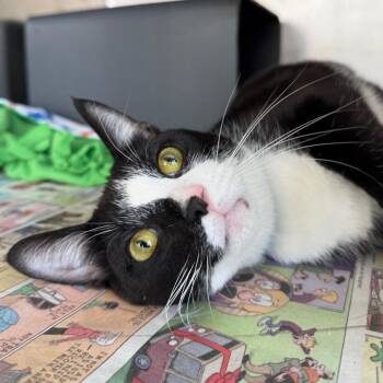 Tuba -  Domestic Short Hair and Mixed Breed Cat for Adoption in Chicago, Illinois - Tuba | PetCurious