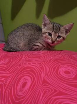 Ferris Wheel -  Domestic Short Hair Cat for Adoption in Wyoming, Michigan - Ferris Wheel | PetCurious