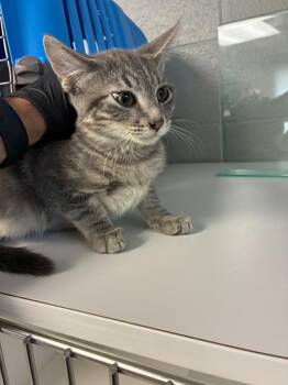 Ridoc -  Domestic Short Hair Cat for Adoption in Clarksville, Tennessee - Ridoc | PetCurious