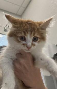 Orion -  Domestic Long Hair and Domestic Short Hair Cat for Adoption in Lafayette, Indiana - Orion | PetCurious