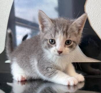 Spud -  Domestic Short Hair Cat for Adoption in Hornell, New York - Spud | PetCurious