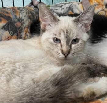 Avocado (The Salad Mix Litter, females) -  Snowshoe Cat for Adoption in Baltimore, Maryland - Avocado (The Salad Mix Litter, Females) | PetCurious