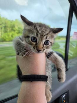 Rembrandt -  Domestic Short Hair Cat Available for Adoption in Town 