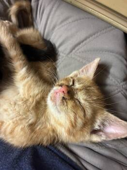 Jack -  Domestic Short Hair Cat for Adoption in Bayonne, New Jersey - Jack | PetCurious