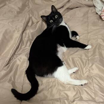 Kitty Softpaws -  Domestic Short Hair Cat for Adoption in San Luis Obispo, California - Kitty Softpaws | PetCurious