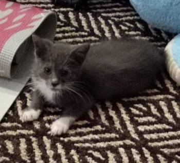 Domestic Short Hair Cats Available for Adoption in San Jacinto, California - Peeps | PetCurious