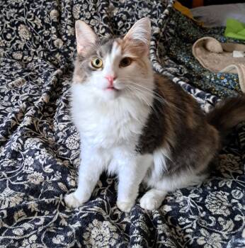 Domestic Long Hair Cats Available for Adoption - Espoir | PetCurious