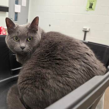 American Shorthair Cats Available for Adoption in Chattanooga, Tennessee - Gravy | PetCurious