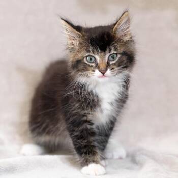 Domestic Medium Hair Cats Available for Adoption in Sunnyvale, California - Habanero | PetCurious