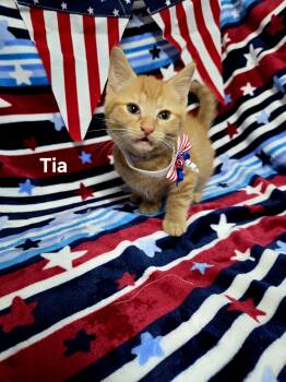 Tia -  Domestic Short Hair Cat for Adoption in Delray, West Virginia - Tia | PetCurious