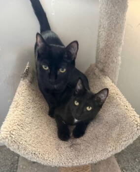 Rescue Domestic Short Hair Cats for Adoption in Hillsboro, Oregon - Mercedes And Rosie - Twice The Sister Fun! | PetCurious